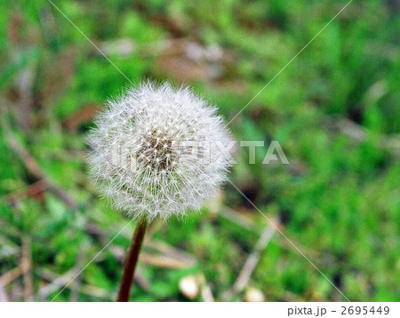 タンポポの綿毛 タンポポの綿毛 2695449