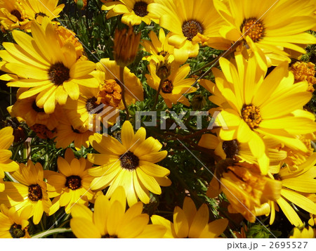 春の花　ディモルフォセカ 2695527