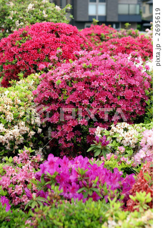 烏山 の西沢ツツジ園 2695619