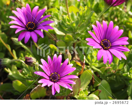 ブラキコム ブラキコム 2695672