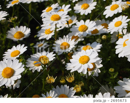 スノーポール スノーポール 2695673