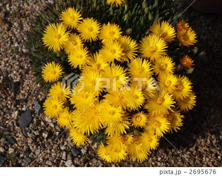 デロスペルマ（耐寒マツバギク） 2695676