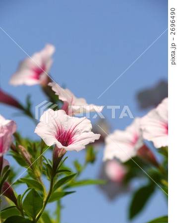 空を仰いで 2696490