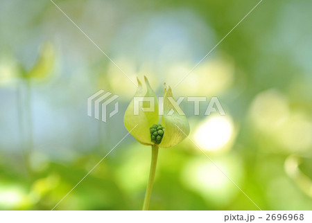 ヤマボウシの花 ヤマボウシの花 2696968