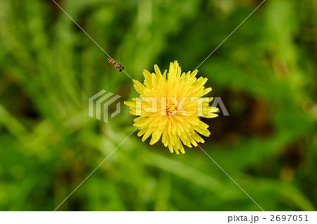 たんぽぽと蜂 たんぽぽと蜂 2697051