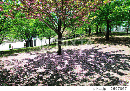 散った八重桜  2697067