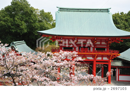 滋賀 近江神宮の桜 滋賀 近江神宮の桜 2697103