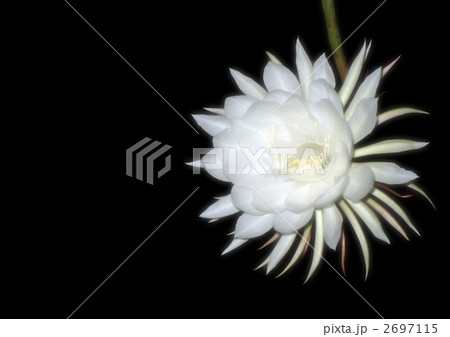 月下美人 2697115