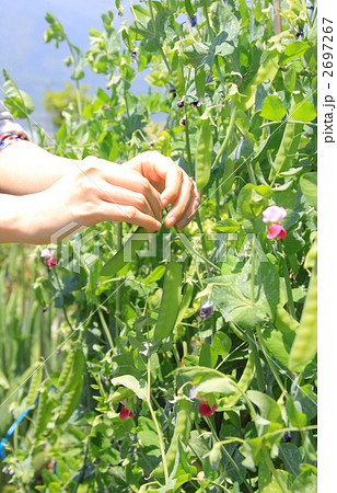 絹さや収穫の時 2697267