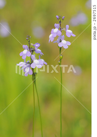 マツバウンランの花 マツバウンランの花 2697515
