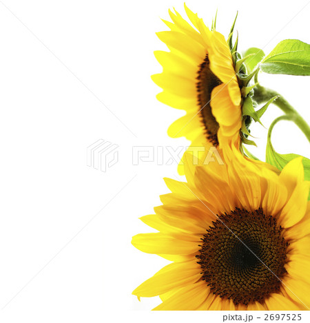 ひまわり 2697525