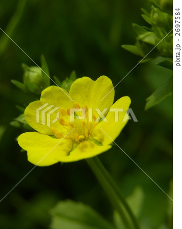 オヘビイチゴ 2697584