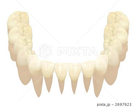 下顎永久歯列 下顎永久歯列 2697623
