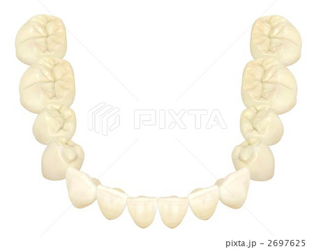 下顎永久歯列 下顎永久歯列 2697625