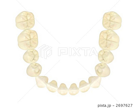 下顎永久歯列 2697627