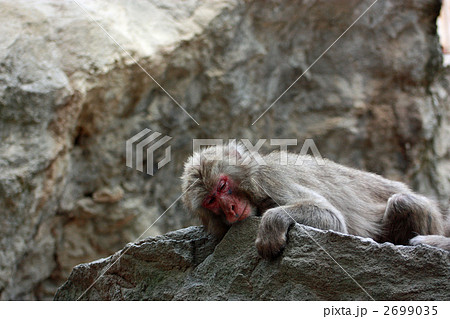 高崎山　猿　昼寝 2699035