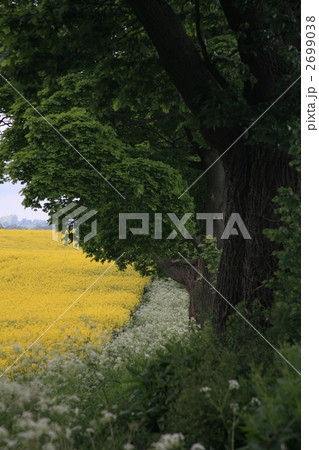 イギリスのコッツウォルズ地域 2699038