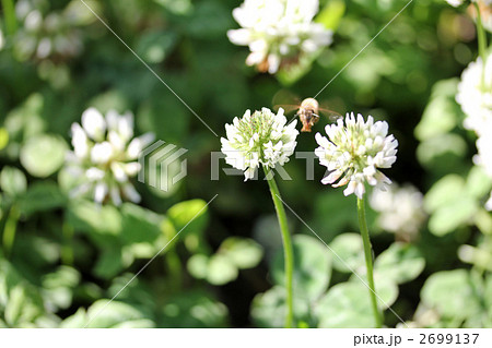 ハチクロ ハチクロ 2699137