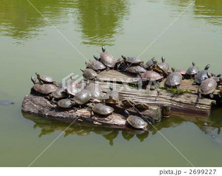 亀の甲羅干し 亀の甲羅干し 2699227