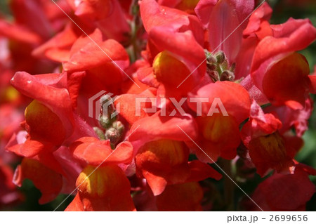 キンギョソウ019 2699656