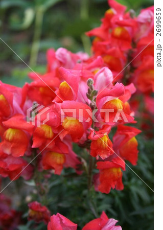 キンギョソウ021 2699659