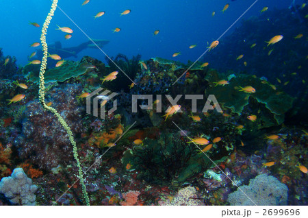 キンギョハナダイ 2699696