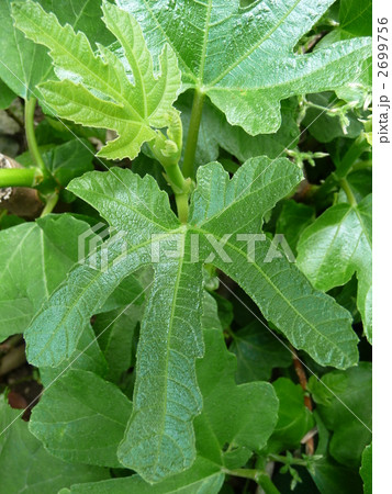 イチジクの新葉 2699756