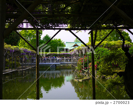 東京 墨田区 亀戸天神社 神苑 藤まつり  2700023