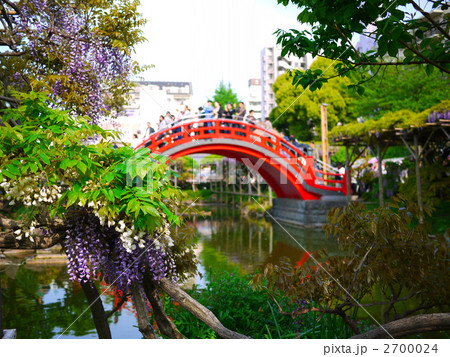 東京 墨田区 亀戸天神社 神苑 藤まつり 2700024