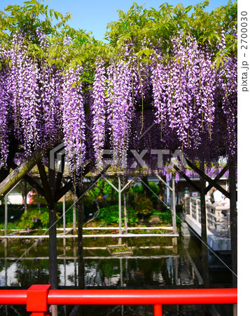 東京 墨田区 亀戸天神社 神苑 藤まつりの写真素材