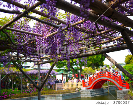 東京 墨田区 亀戸天神社 神苑 藤まつり 2700037