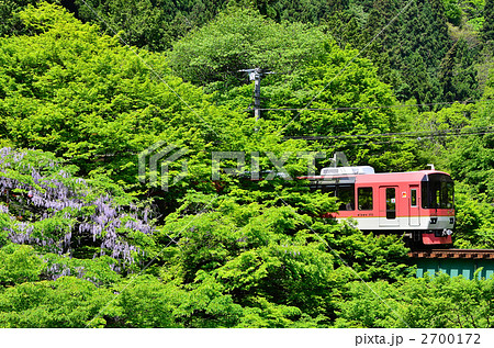 京都　叡山電鉄　きらら　新緑　2 2700172