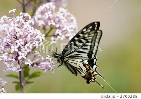 アゲハチョウ 2700288