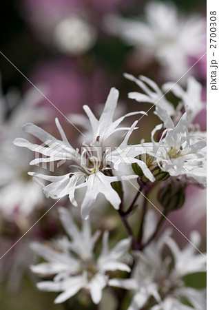 リクニス 2700308