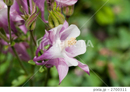 アキレギア・ウインキー 2700311