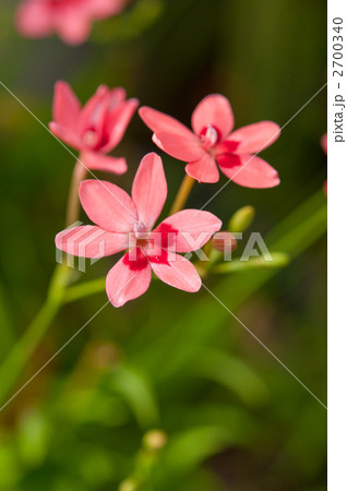 赤いヒメヒオウギ 赤いヒメヒオウギ 2700340