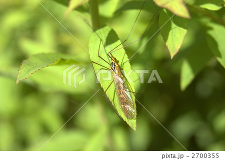 ガガンボ ガガンボ 2700355