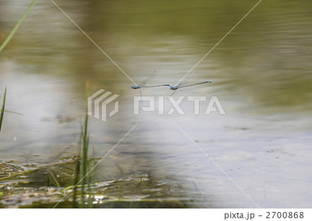 浪漫飛行♪ 2700868