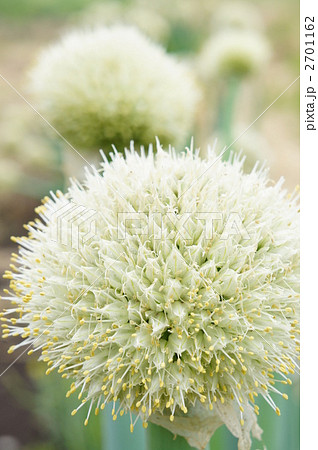 ねぎぼうず ねぎぼうず 2701162