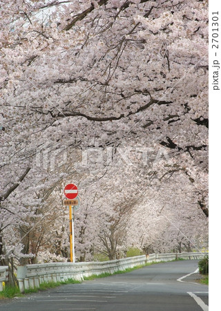 桜並木の道 桜並木の道 2701301