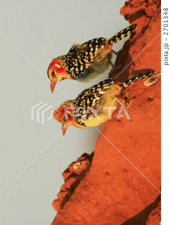 朝陽を浴びるホオアカオナガゴシキドリのつがい 2701348