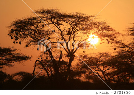 ハタオリドリの巣が下がるアカシアの木と朝陽 2701350