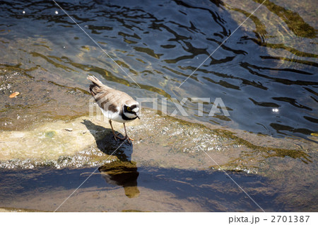 コチドリ 2701387