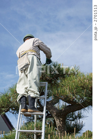 松の手入れ 松の手入れ 2701513