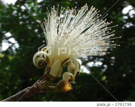 プセウドボンバクス　エリプティクム 2701736