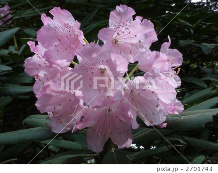 ハートの形に咲いてる花 2701743