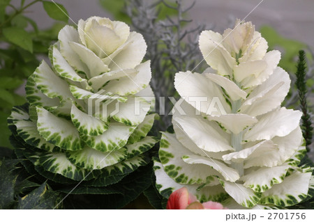 ハボタン 2701756