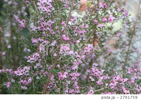 ジャノメエリカ 2701759