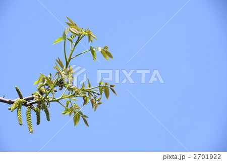 くるみの花 2701922