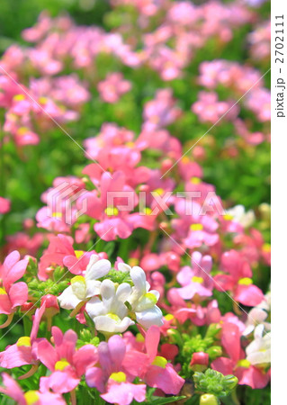 ネメシアの花畑 2702111